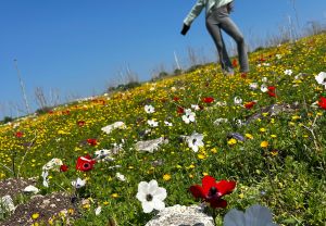 עמק השלום: שביל הכלניות הצבעוניות של יקנעם